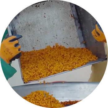 Cleaning and washing Sea Buckthorn berries