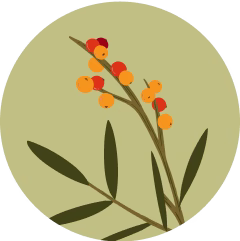 Sea Buckthorn superfood strength icon