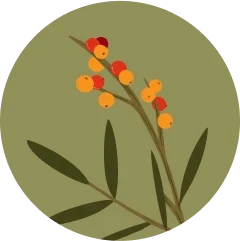 Superfood concentrate for daily wellness icon